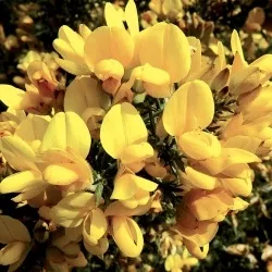 13 – GORSE « Ajonc d&rsquo; Europe » – 20ml
