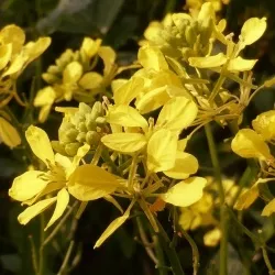 21 – MUSTARD « Moutarde des champs »- 20ml