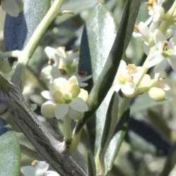 23 – OLIVE « Olivier » (Olea europaea) 20ml