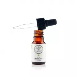 05 – CERATO « Plumbago » (Ceratostigma willmottiana) 20ml – Image 3