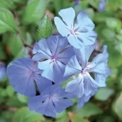 05 – CERATO « Plumbago » (Ceratostigma willmottiana) 20ml – Image 2