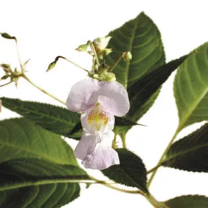 18 – Impatiens « Impatience » – 20ml